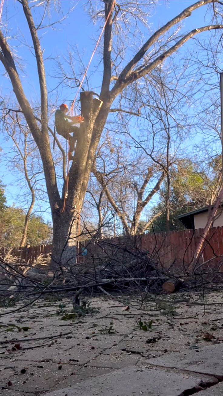 Climber using a chainsaw high in a tree at sunset