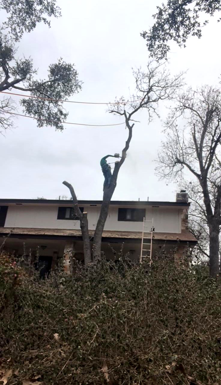 Climber cutting a limb beside a two-story home