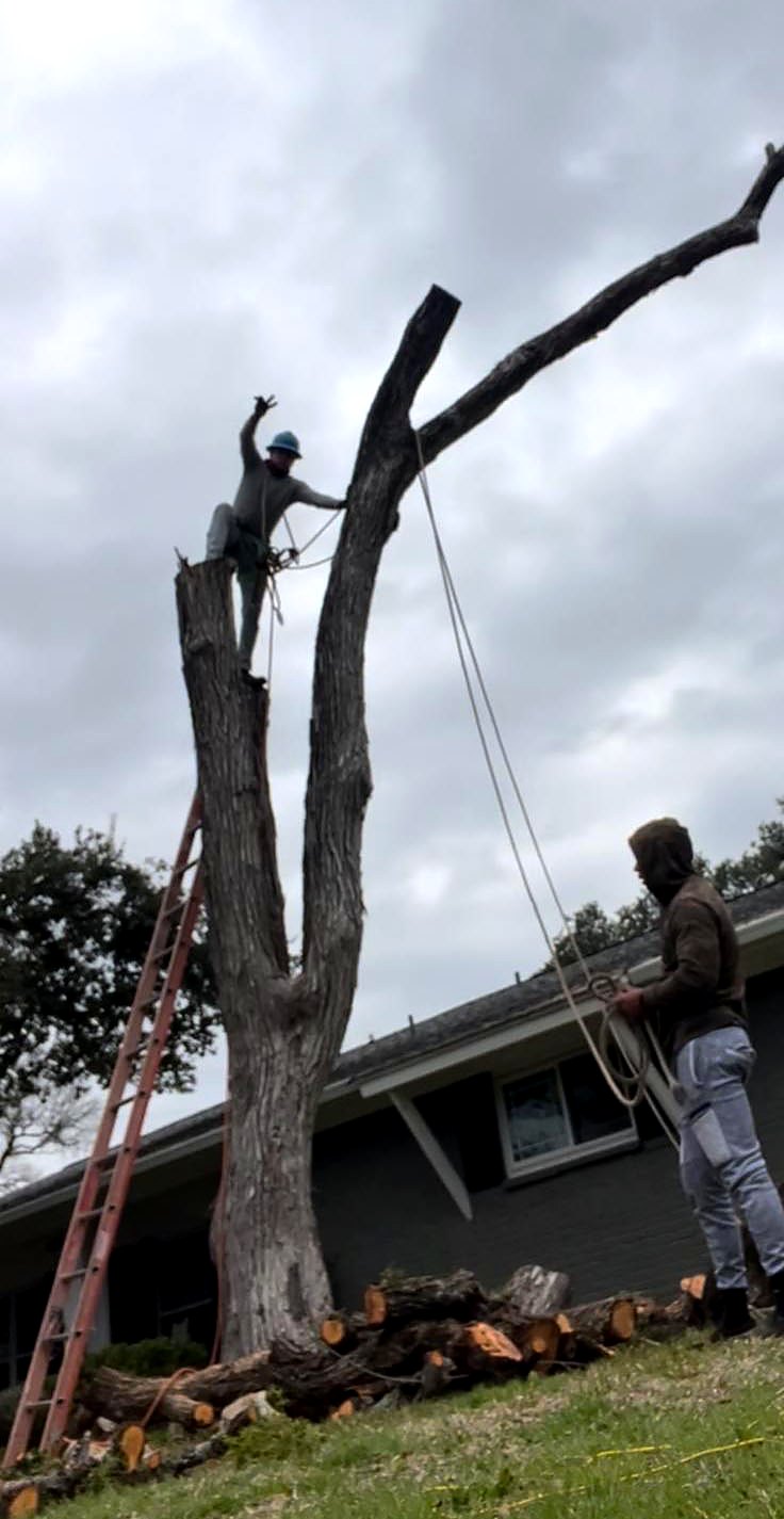 Banegas Tree Service climber taking down a dead tree next to a house