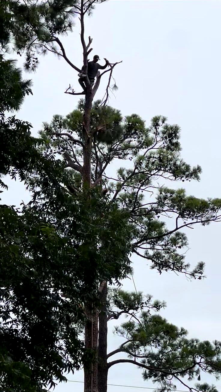 Climber at the top of a tall pine during removal