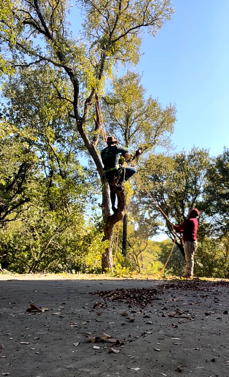Climber pruning a tree while the ground crew handles the rope