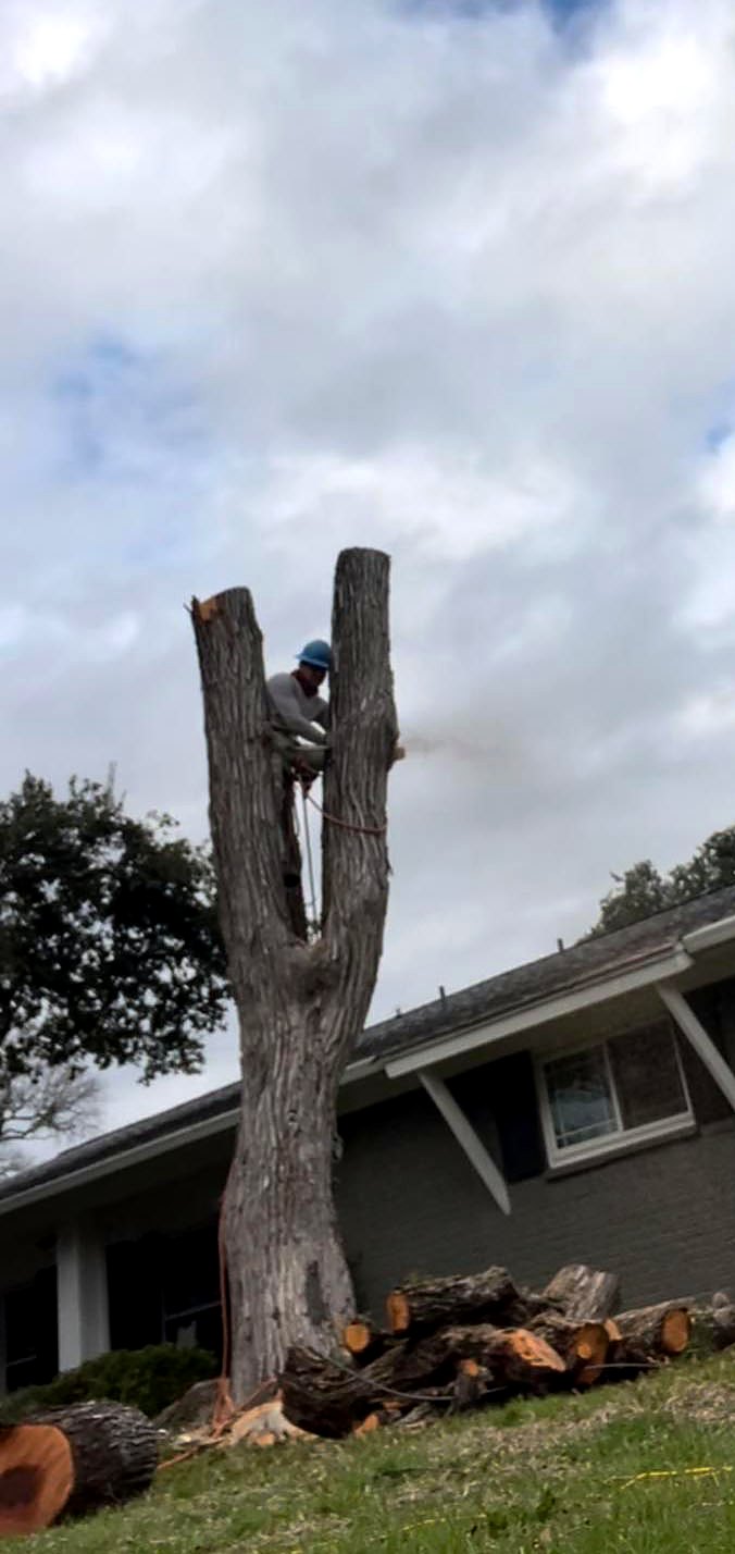 Climber in a hard hat cutting a split trunk down in sections beside a house