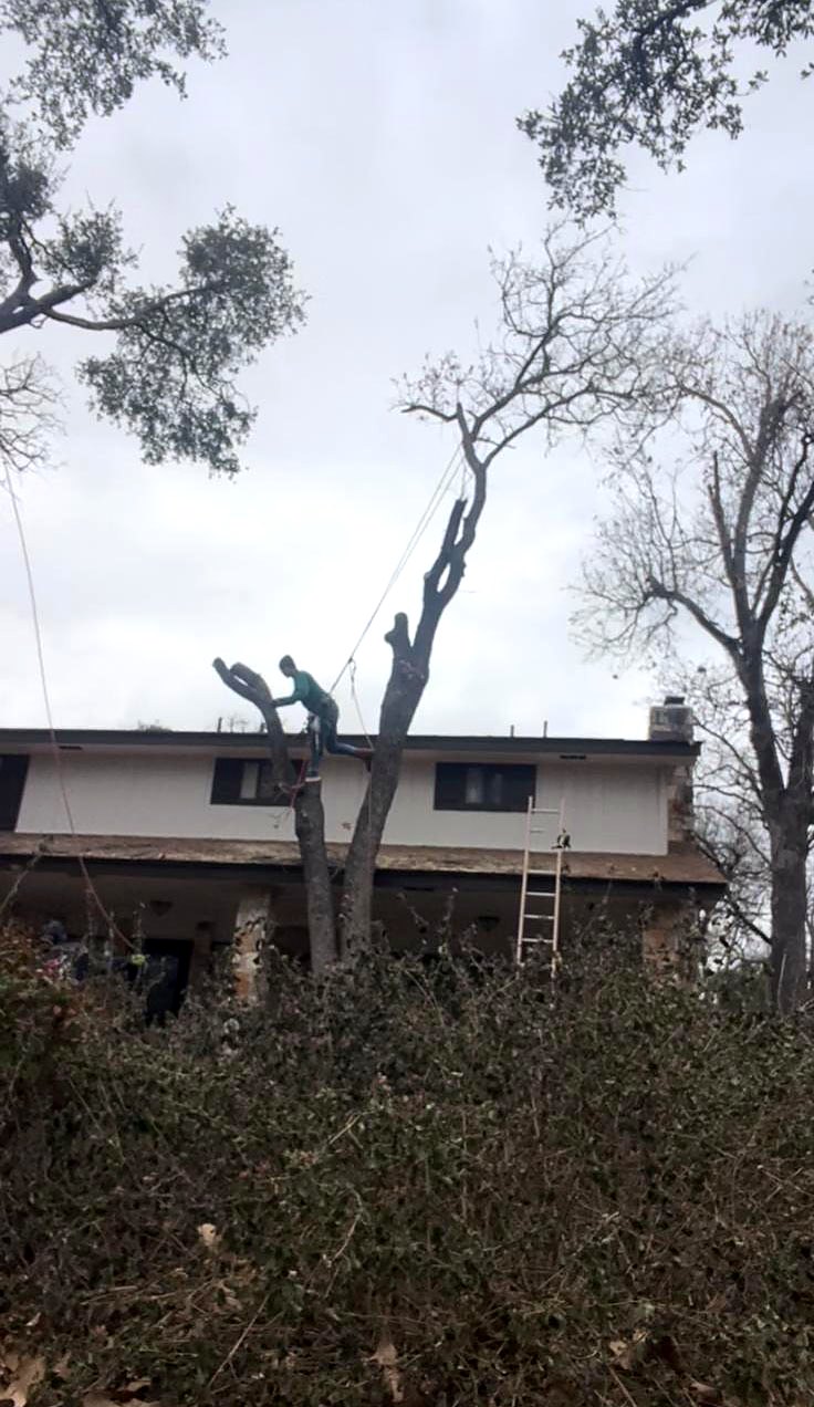 Climber working on a tree close to a house with a rigging line