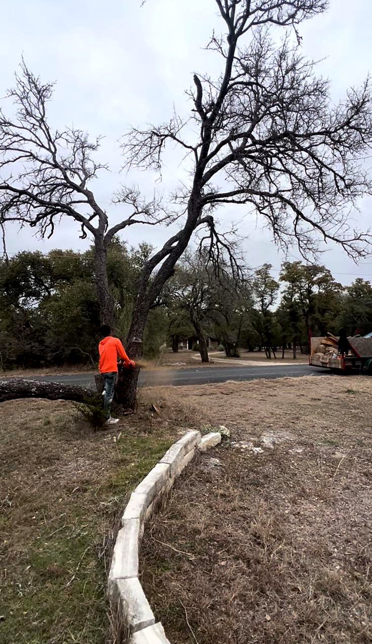 Crew member cutting a dead tree near the road