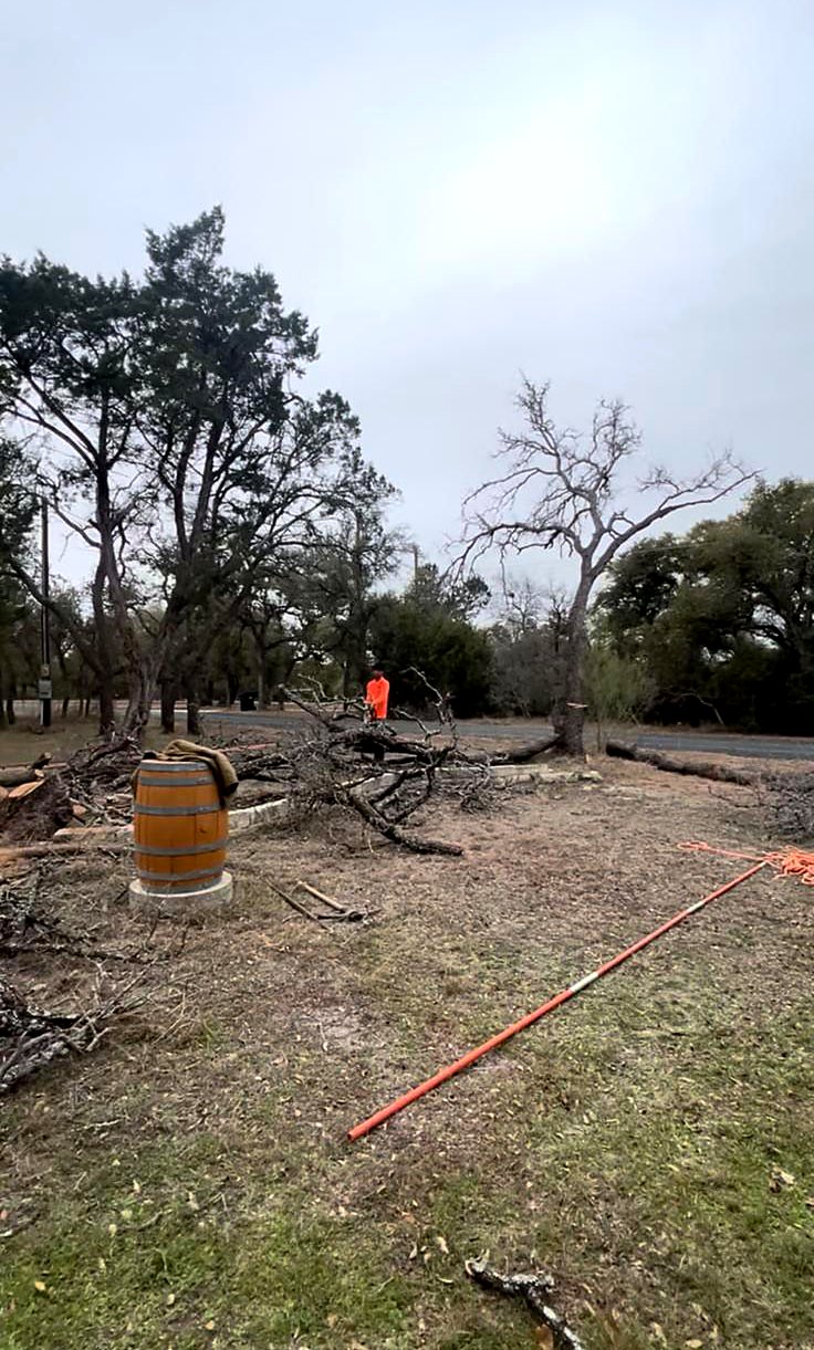 Dead tree down and brush being cleared from a yard