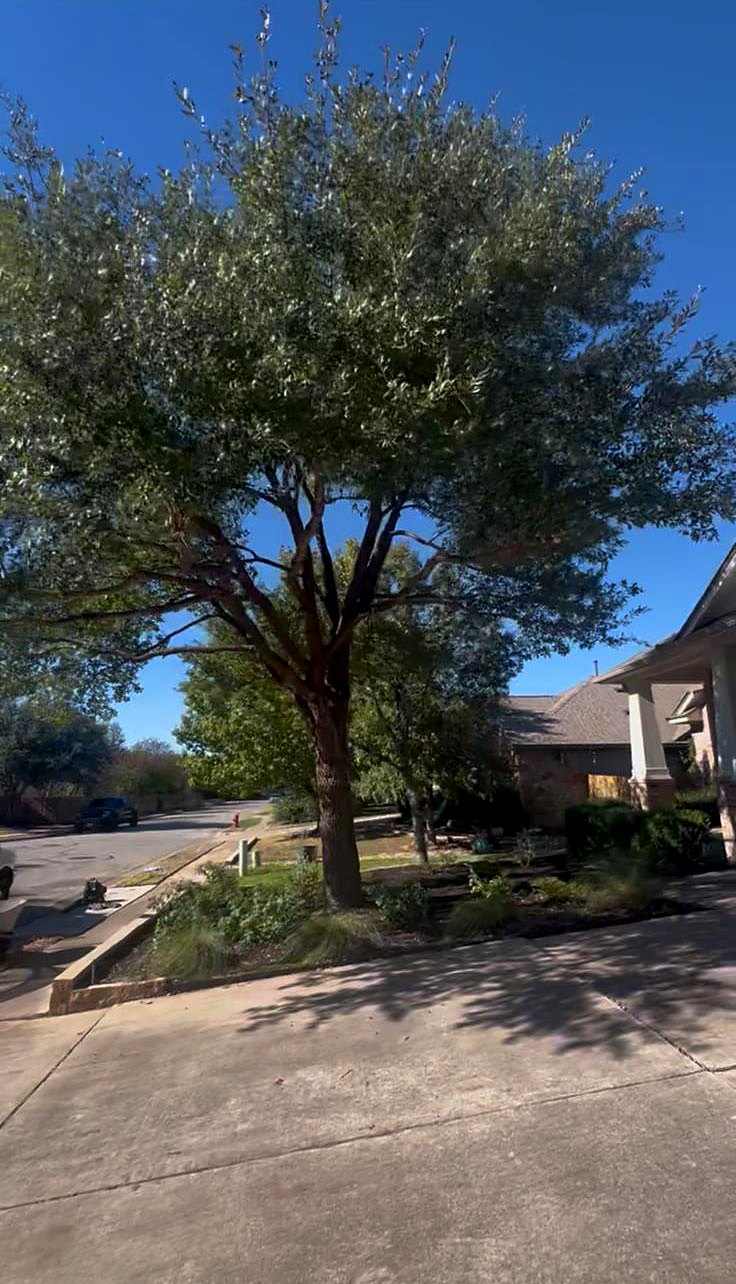 Front yard tree with a clean, balanced canopy after trimming