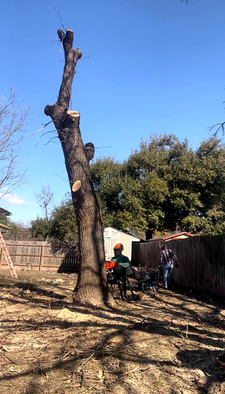 Leaning backyard tree cut down in sections next to a fence