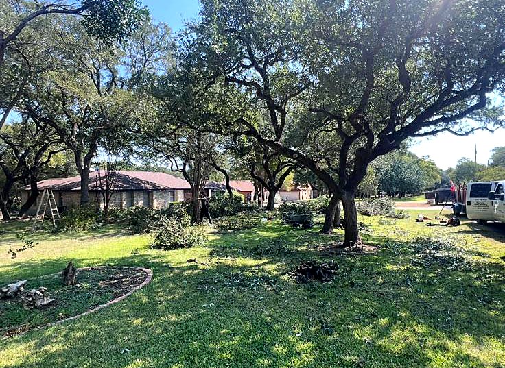 Live oaks after trimming with branches gathered on the lawn
