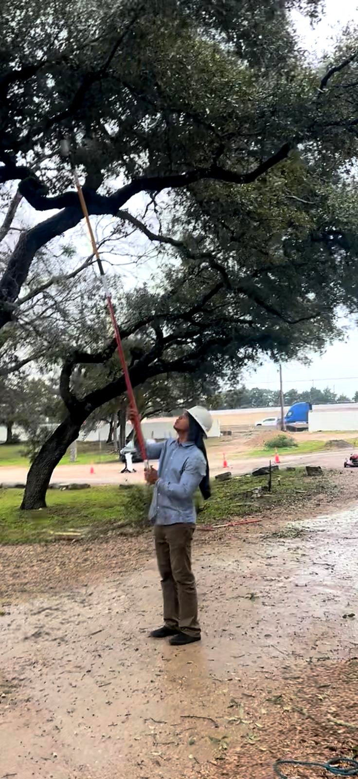 Crew member trimming a live oak with a pole saw