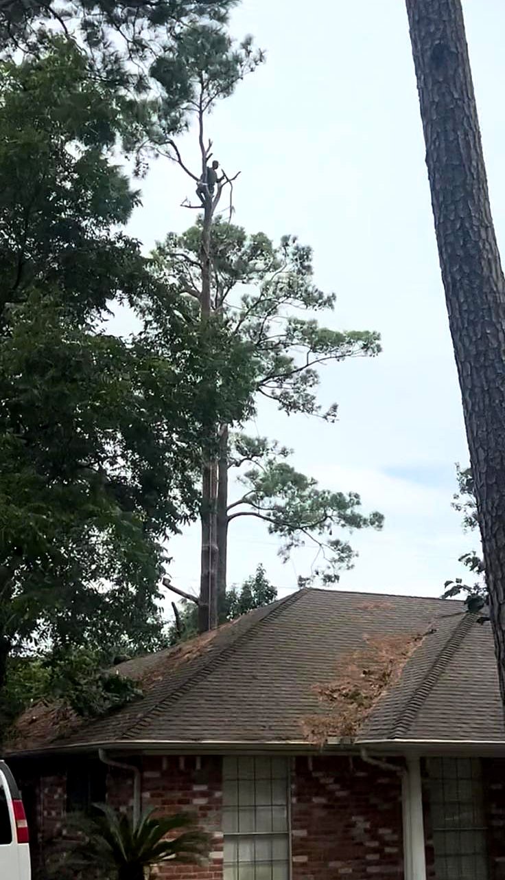 Climber removing a tall pine above a roof
